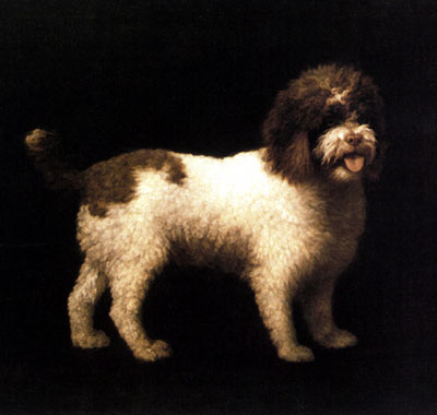 A Water Spaniel George Stubbs